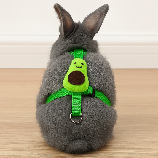 Harnais & Laisse " Avocat "